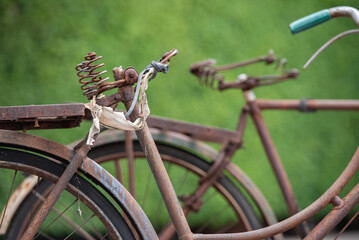 Old decay bicycle on green vine climbing garden wall outdoor. Rust Classic bike old bicycle on green garden wall retro style. Vine plant green leaves partition background.