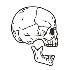 Skull vector for halloween design. Skeleton head or bone brutal skull