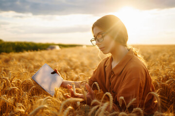 Young peasant woman in a golden wheat field with a clipboard checks the growth and quality of the...