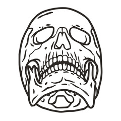 Skull vector for halloween design. Skeleton head or bone brutal skull