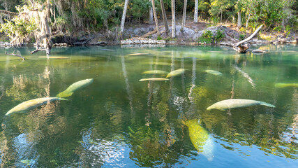 A herd of Florida Manatee (Trichechus manatus latirostris) swimming in the crystal-clear spring water at Blue Spring State Park in Florida, USA, a winter gathering site for manatees.