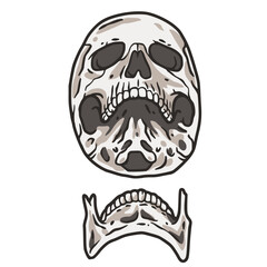 Skull vector for halloween design. Skeleton head or bone brutal skull