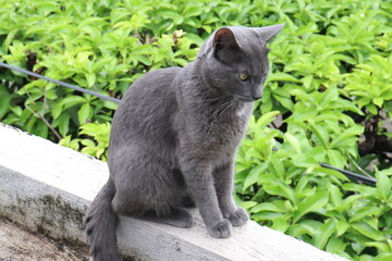 gato de color gris observando