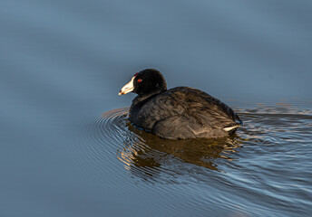 American Coot Swimming in a Colorado Wetland