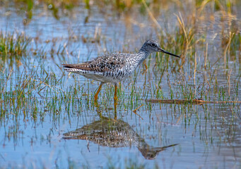 Greater Yellowlegs in Irrigated Colorado Field