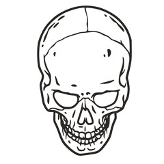 Skull vector for halloween design. Skeleton head or bone brutal skull