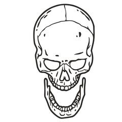 Skull vector for halloween design. Skeleton head or bone brutal skull