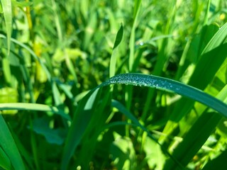 Dewdrops on green perennial rye grass field on leaf in the morning