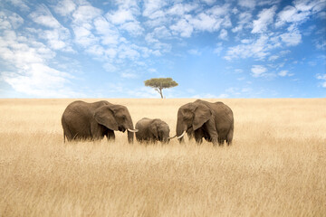 Elephant group in the red-oat grass of the Masai Mara. Two adult females with a calf in open...