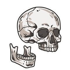 Skull vector for halloween design. Skeleton head or bone brutal skull