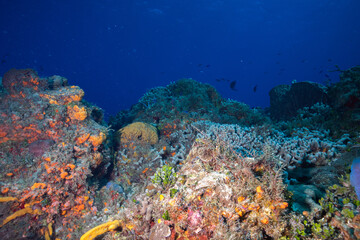 Naklejka na ściany i meble Mesoamerican Reef