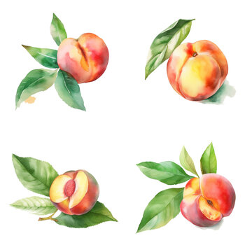 Watercolour peaches on white background, AI generated art.
