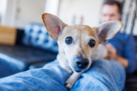 old chiuaha, dog on lap
