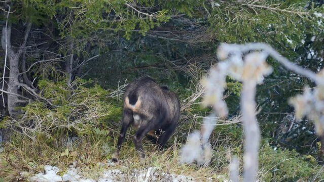 chamois searches for food in the trees in the Swiss Alps