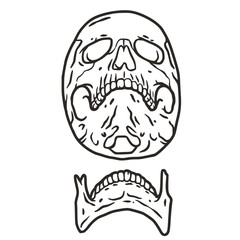 Skull vector for halloween design. Skeleton head or bone brutal skull
