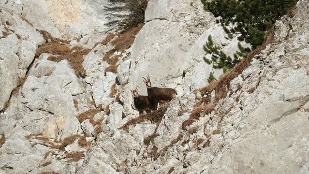 chamois watch motionless from a cliff