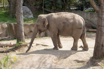 Naklejka premium elefante indiano, elfante nella savana, elefante che mangia