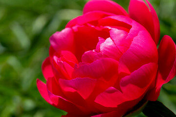 Beautiful red peony close up on background of green leaves. Beauty in nature. Design ideas....
