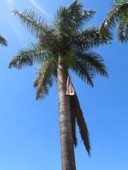 palm trees against sky