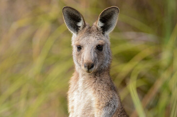 An eastern grey kangaroo joey in a park in Melbourne, Victoria.