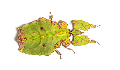 Top view of a Leaf-insect, Phyllium giganteum, isolated on white