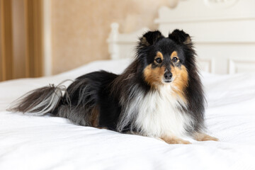 Cute, smiling fluffy black white shetland sheepdog, little sheltie lies on owners bed with fresh white bed sheets. Adorable small collie, lassie pet lies with on the white wooden bed on blanket linen