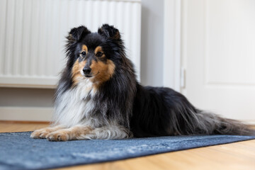 Calm and relaxed black white tricolor shetland sheepdog lies of the colorful blue carpet on the wooden floor. Nice attentive little sheltie, small collie relaxing inside the house near heating battery