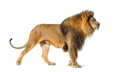 side view of a male adult lion looking proudly ahead - obrazy, fototapety, plakaty