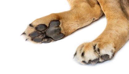 close up of the details of a lion's paw. you can see the soles of the feet, the pads and the claws,...