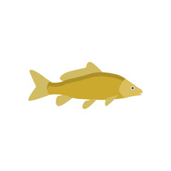 freshwater carp fish flat design vector illustration