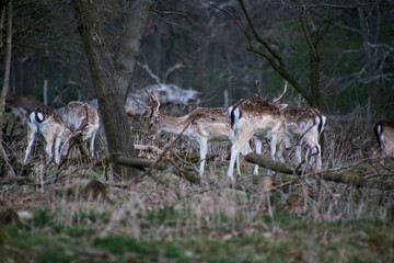 A view of a Fallow Deer in the wild in Shropshire