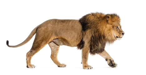 Fototapeten Side view of a male adult lion walking away, isolated on white © Eric Isselée