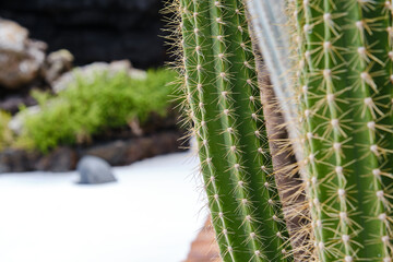 Close-up of Organ pipe cactus. Stenocereus thurberi