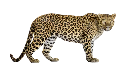 Photo sur Plexiglas Léopard Portrait of leopard standing a looking at the camera, Panthera pardus, against white background