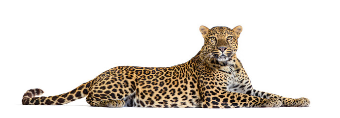 Side view of a Spotted leopard lying down and looking proudly at the camera, Panthera pardus, isolated on white - obrazy, fototapety, plakaty