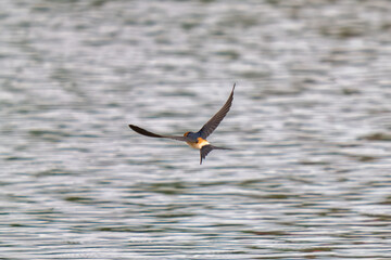 swallow on the water