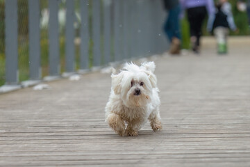 white terrier dog