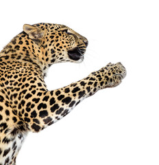 Spotted leopard Panthera pardus pawing up, isolated on white