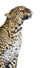 Head shot, portrait of a Spotted leopard looking up; isolated on white