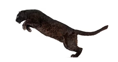 Fotobehang Side view of a black leopard leaping, panthera pardus, isolated on white background © Eric Isselée