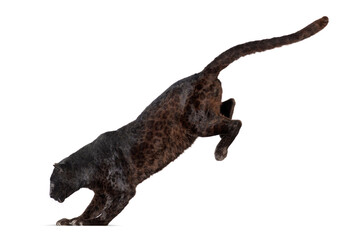 Side view of a black leopard leaping, panthera pardus, isolated on white background