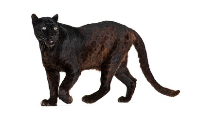 Portrait of black leopard walking and looking away proudly, Panthera pardus, against white