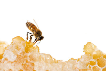 Honey bee eating honey on the frame of a hive where wax remains, isolated on a white background
