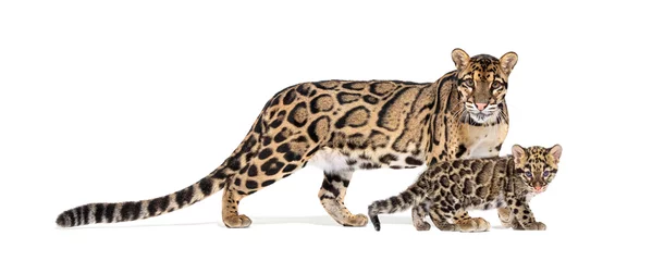 Tuinposter Mother Clouded leopard and her cub, Neofelis nebulosa, isolated on white © Eric Isselée
