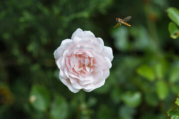Blume mit Schwebfliege