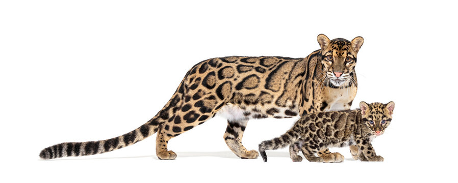 Mother Clouded leopard and her cub, Neofelis nebulosa, isolated on white