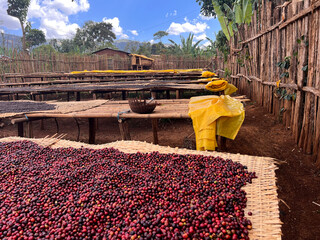 Ethiopian coffee cherries lying to dry in the sun in a drying station on raised bamboo beds. This...