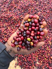 A hand holding and showing coffee cherries drying in the sun in a garden. In Ethiopia, people grow and drink the coffee they grow in their garden. Garden coffee is an Ethiopian tradition.