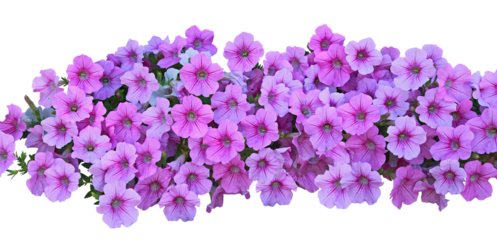 Surfinia mauve à la floraison éclatante	