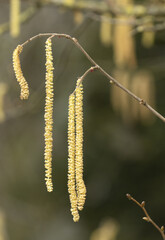Fototapeta premium Floraison de Corylus avallana constituée de chatons mâle 